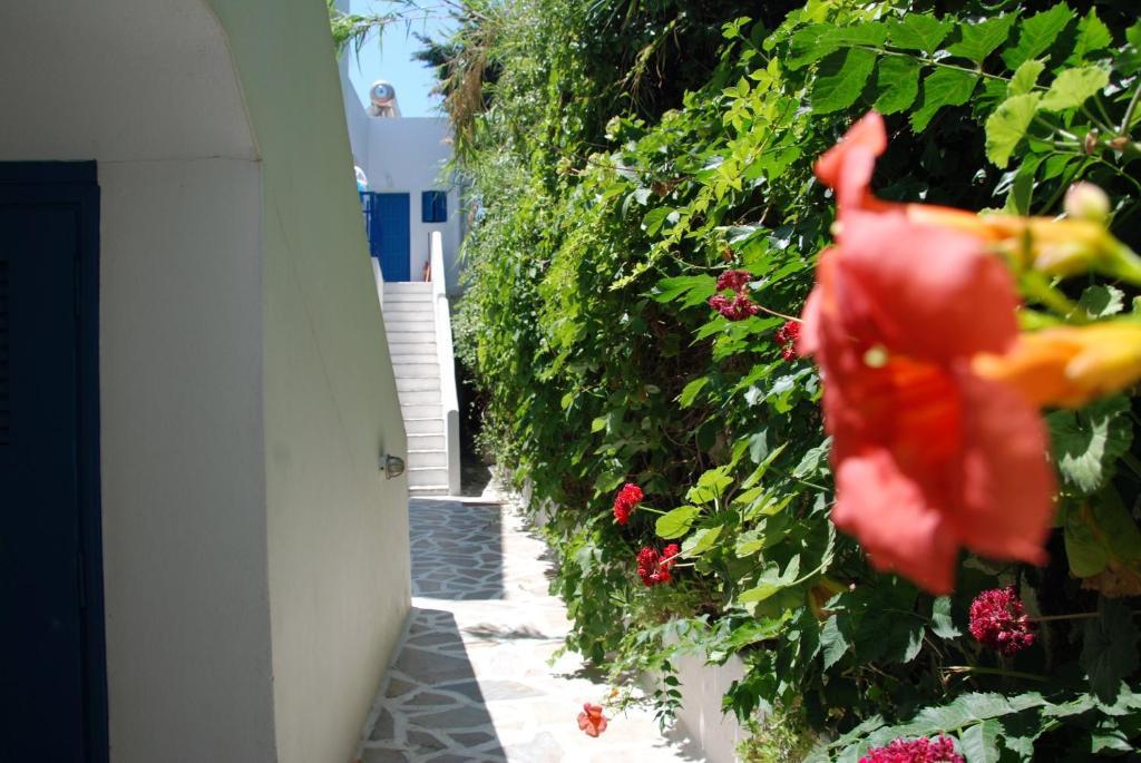 Koulas - Red